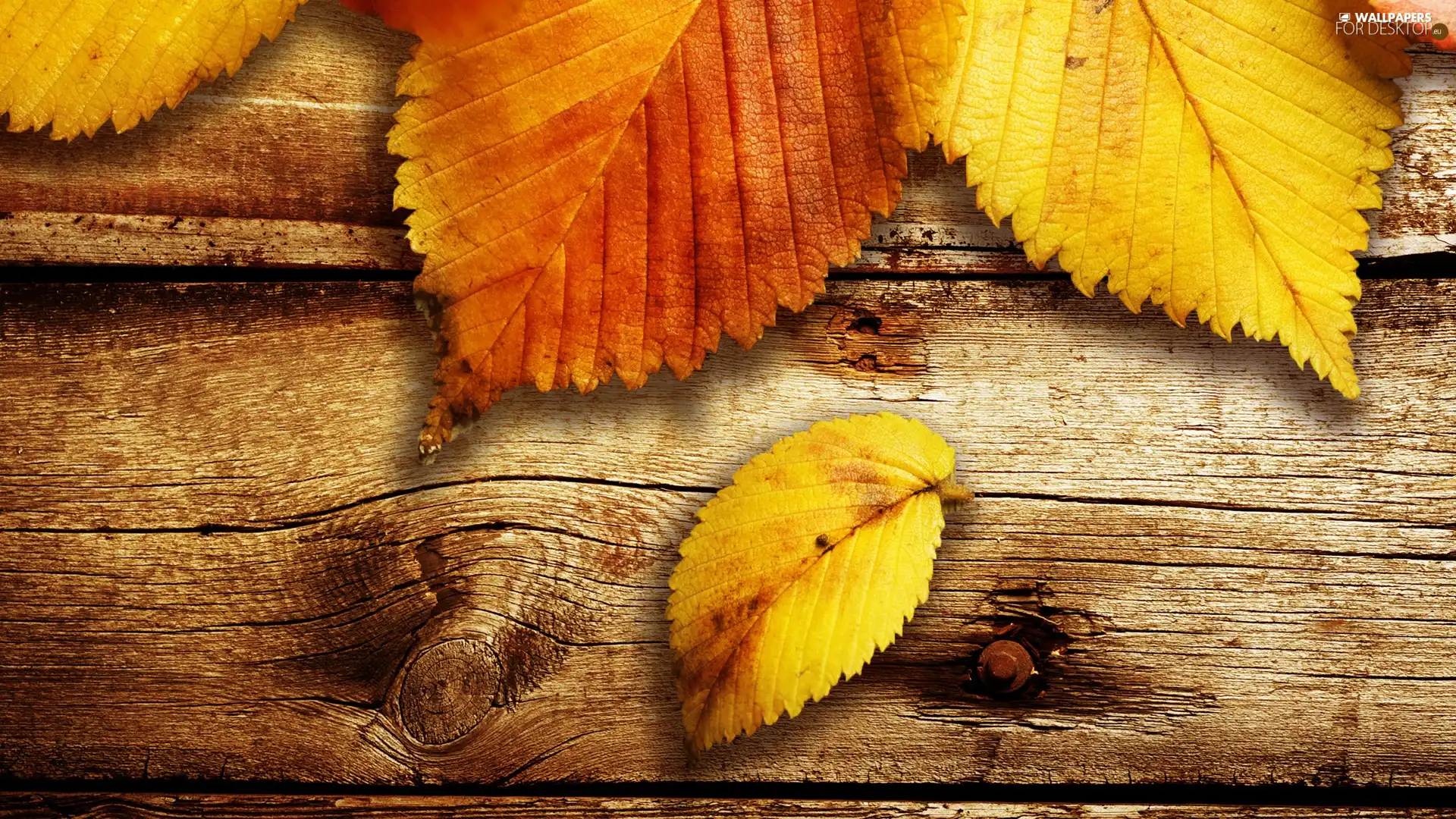 Leaf, boarding