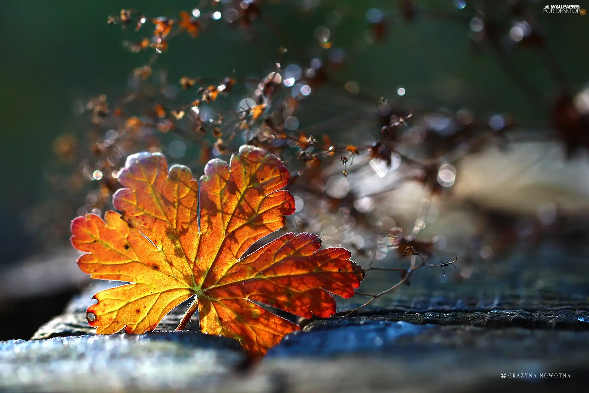 Autumn, driers, Bokeh, leaf