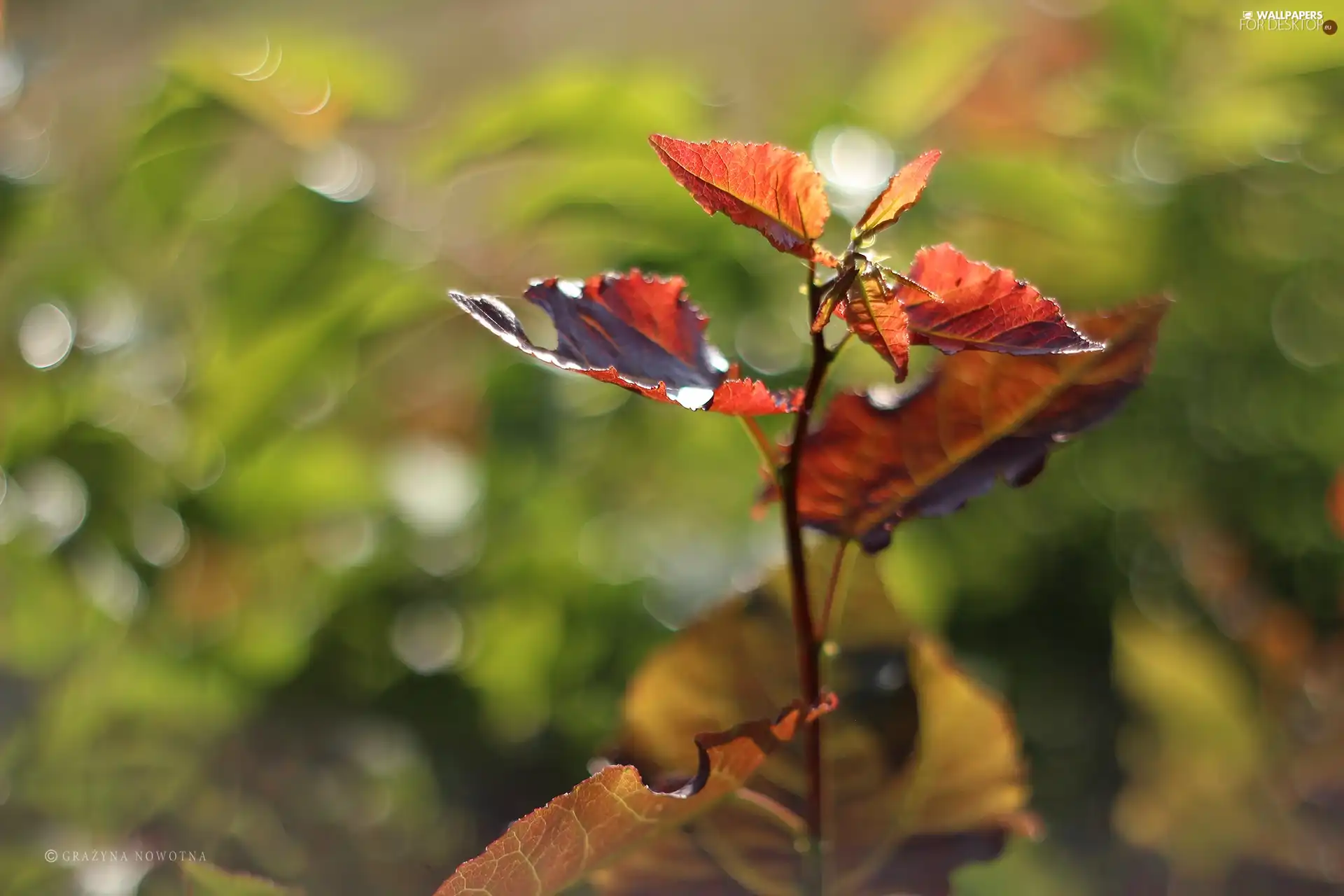 Bokeh, Leaf, color