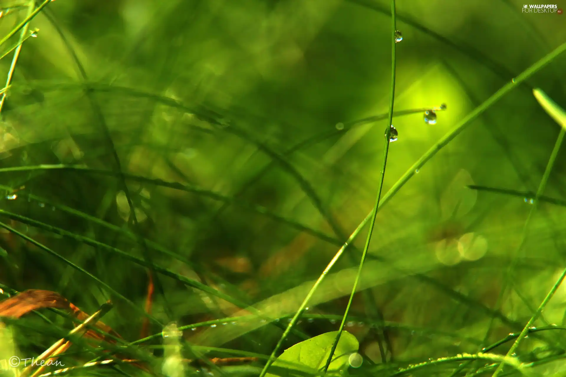 grass, drops, Bokeh, blades