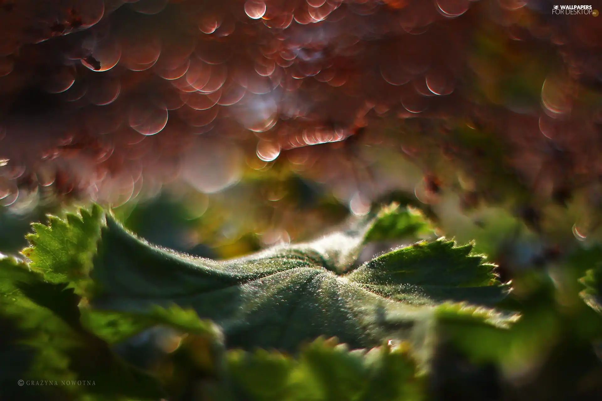 Bokeh, leaf, Green