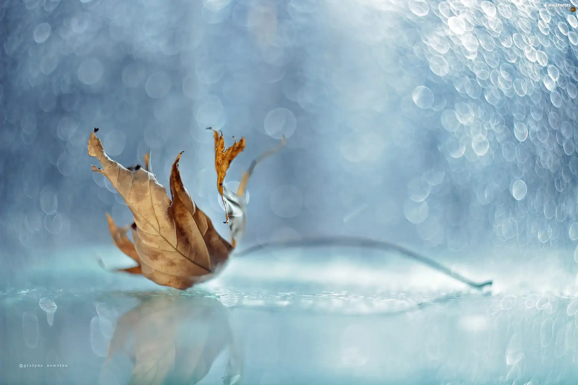 Bokeh, dry, leaf