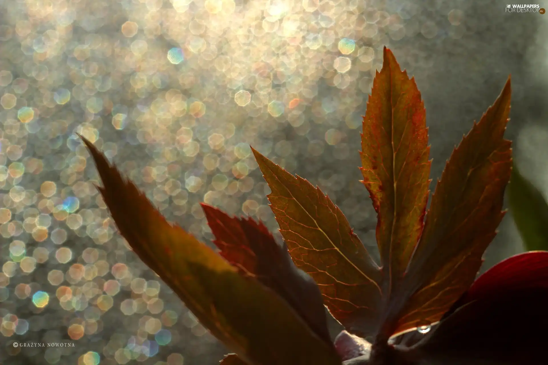 Leaf, Bokeh