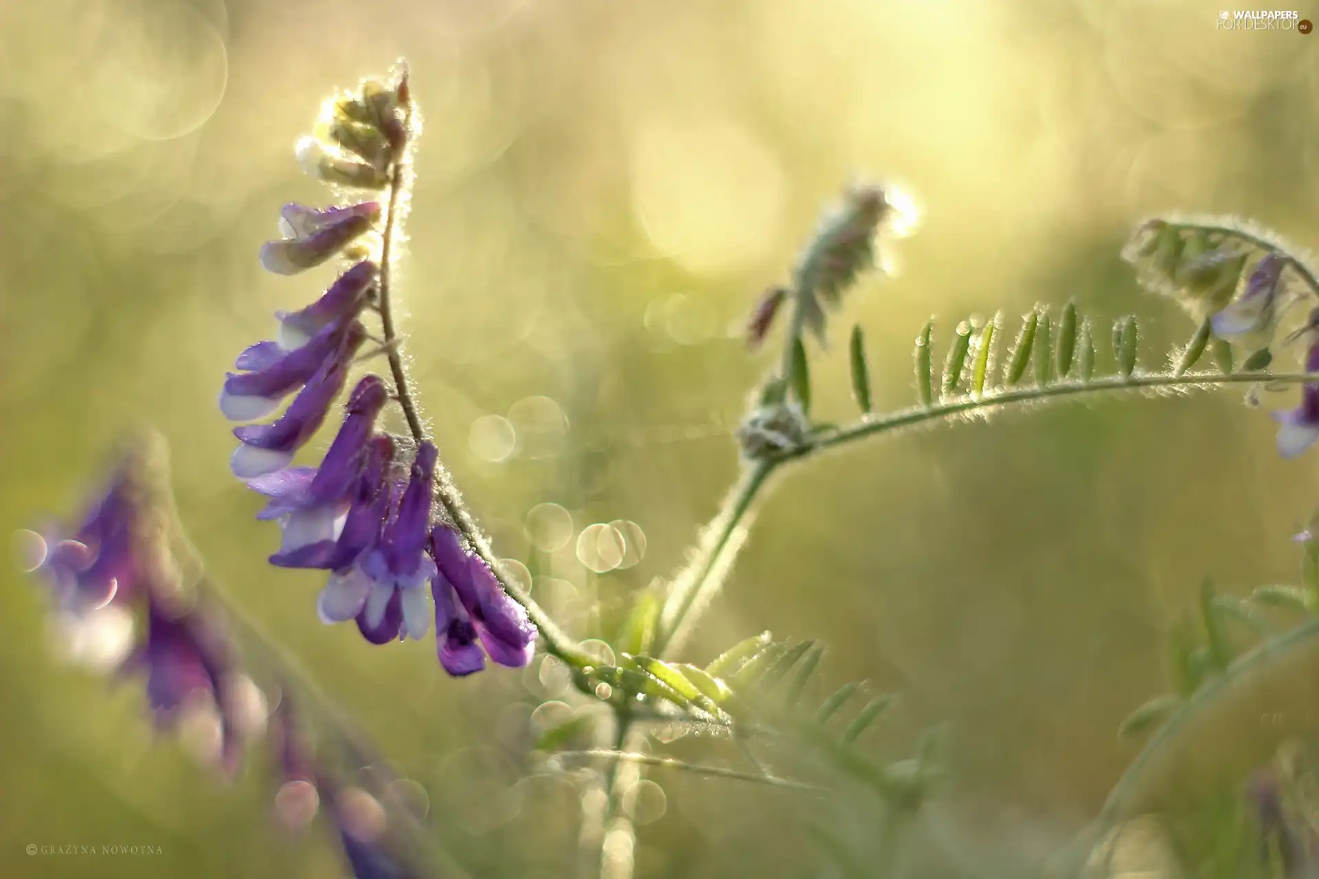 Bokeh, Plants, Meadow