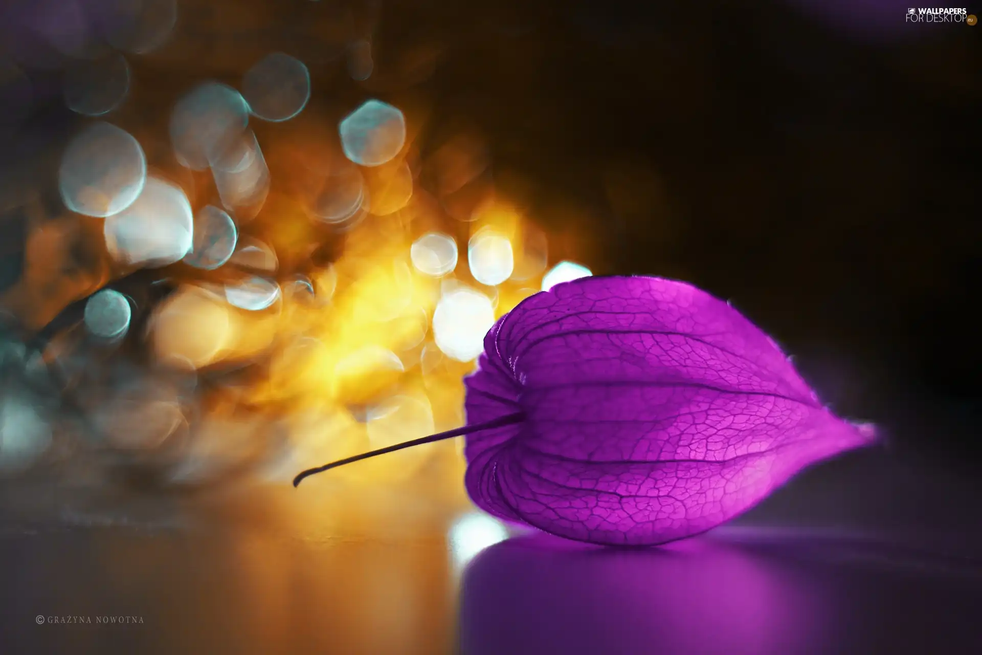 Bokeh, physalis, plant