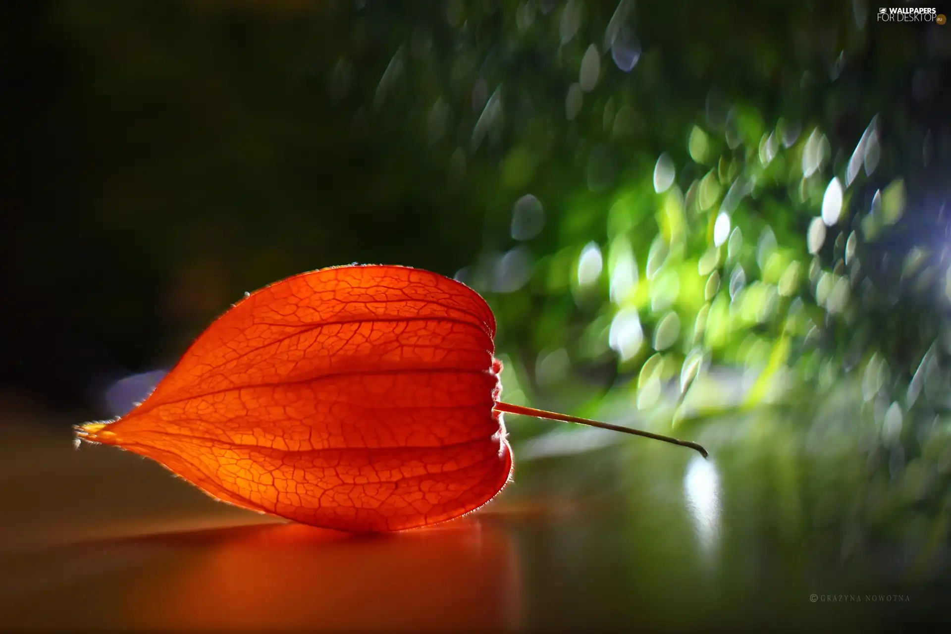 Bokeh, physalis, plant