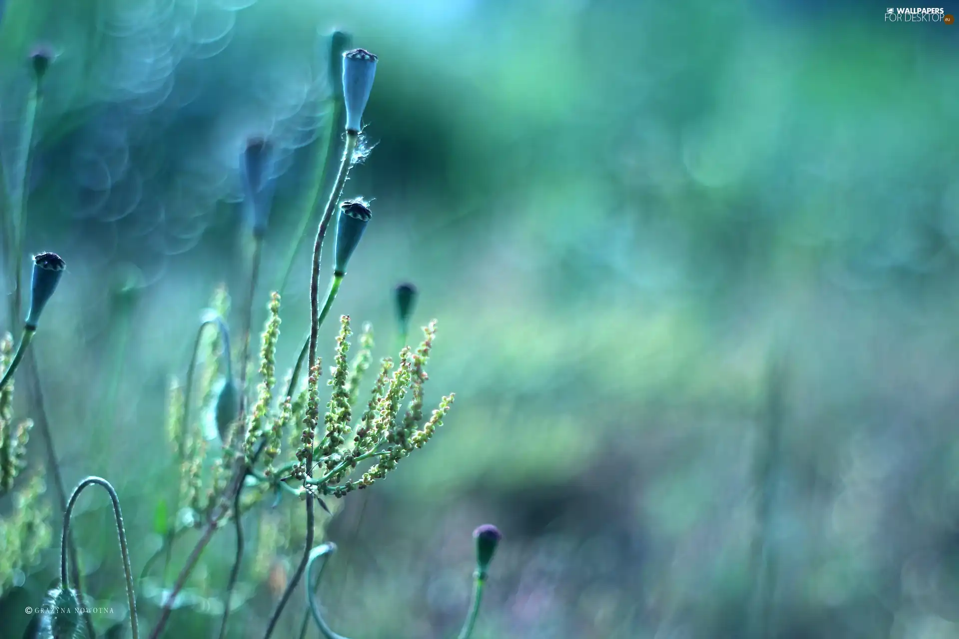 Bokeh, Capsules, Plants