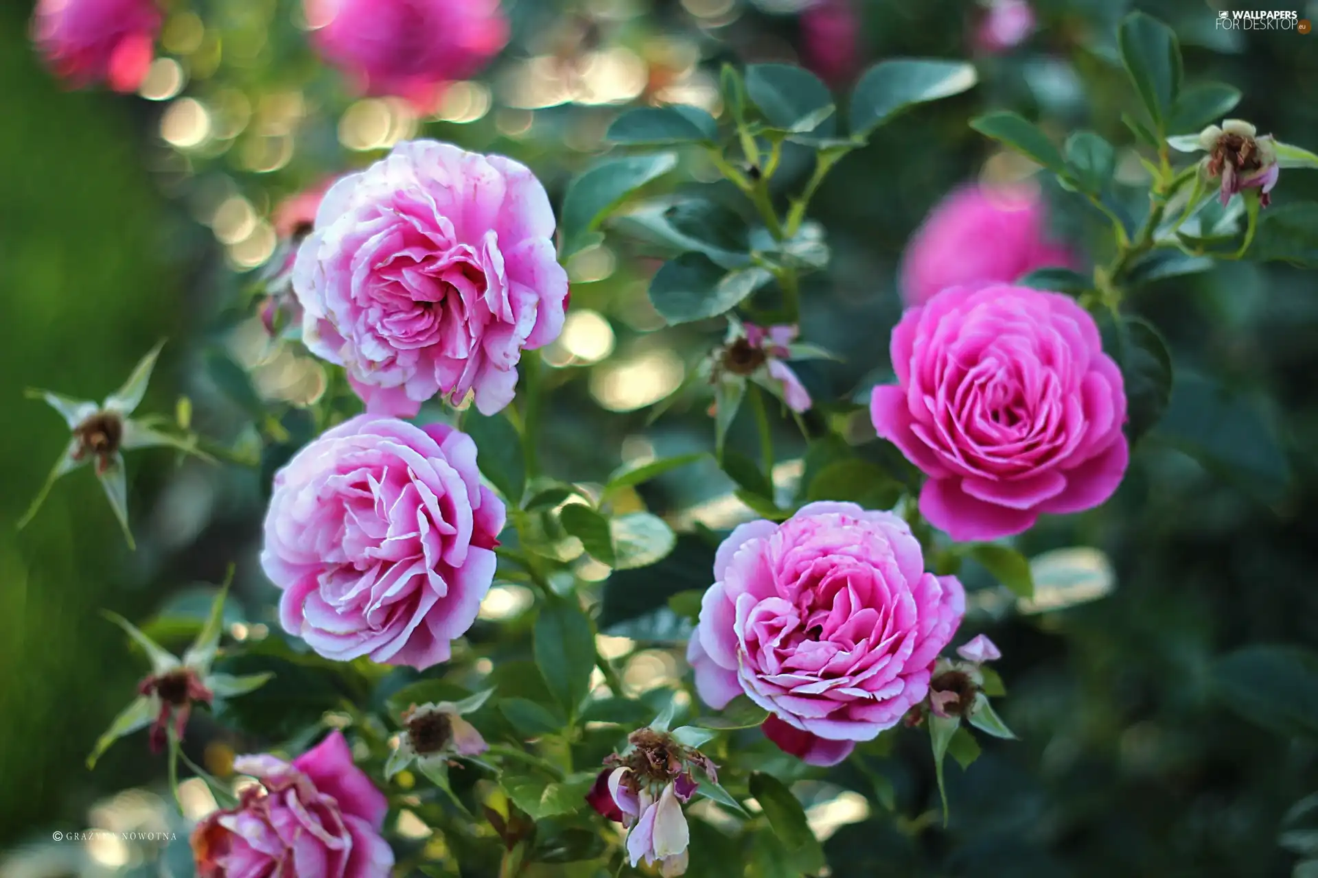 roses, Flowers, Bokeh, Pink