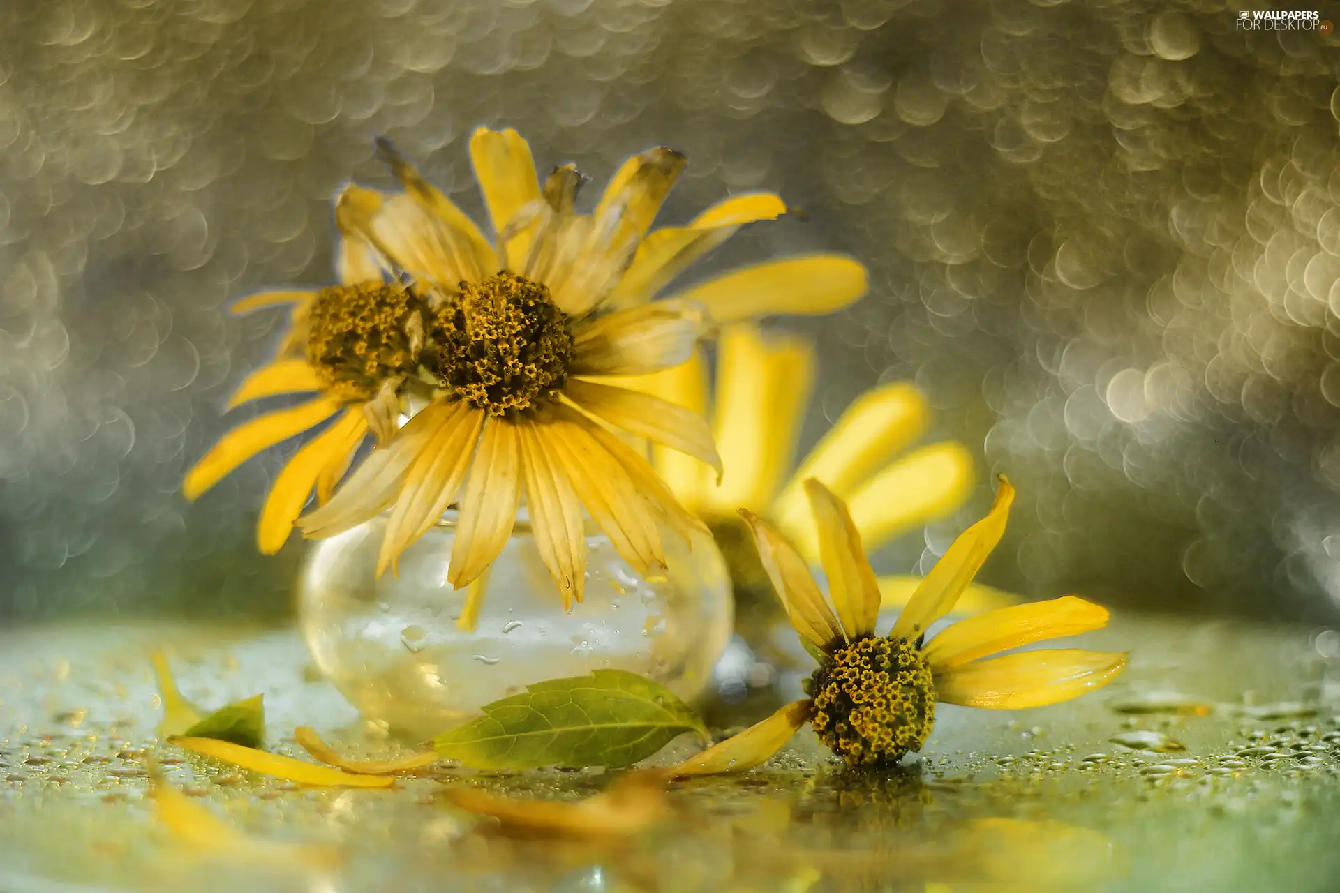 False Sunflower, vase, Bokeh, Flowers