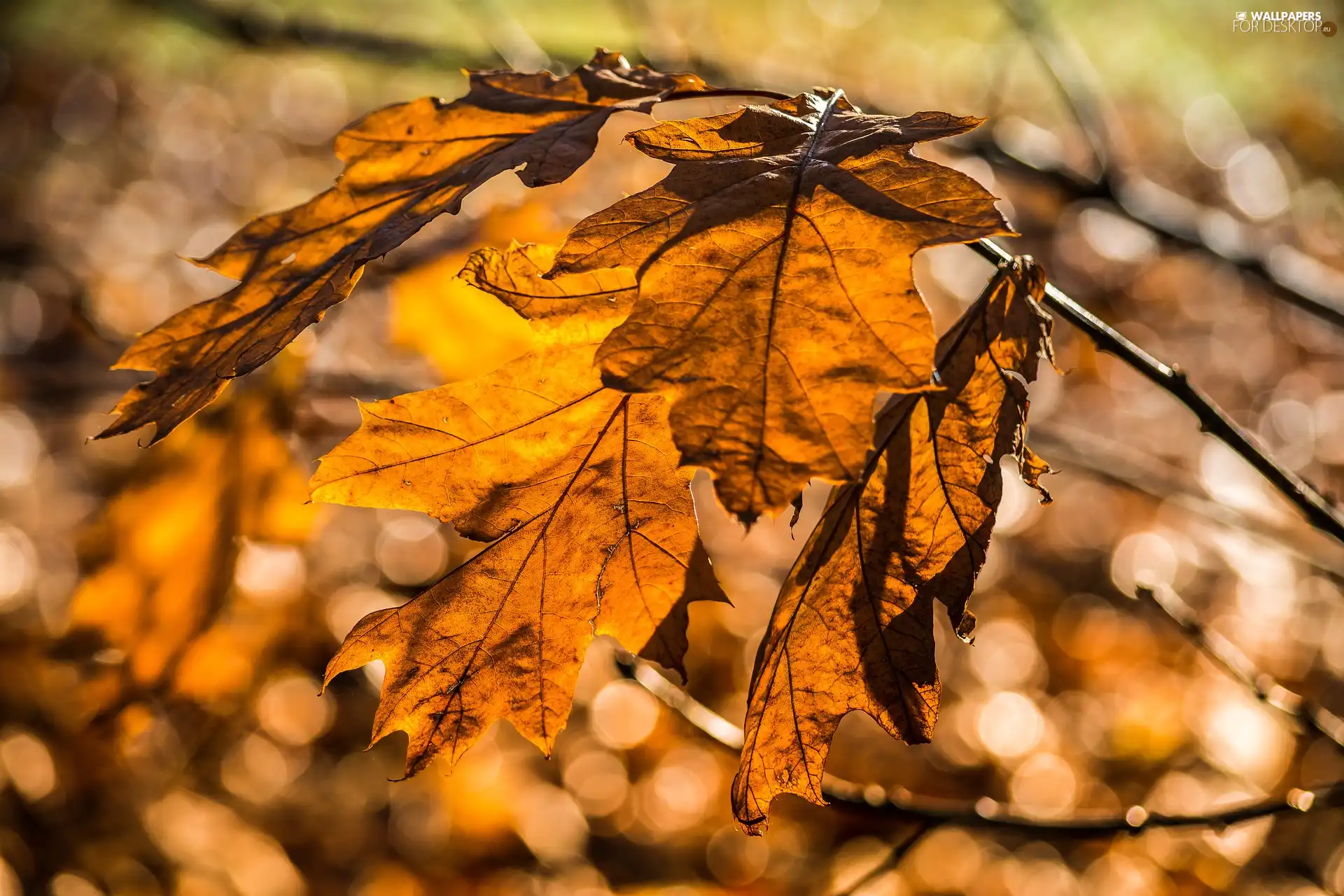 Bokeh, Leaf, twig