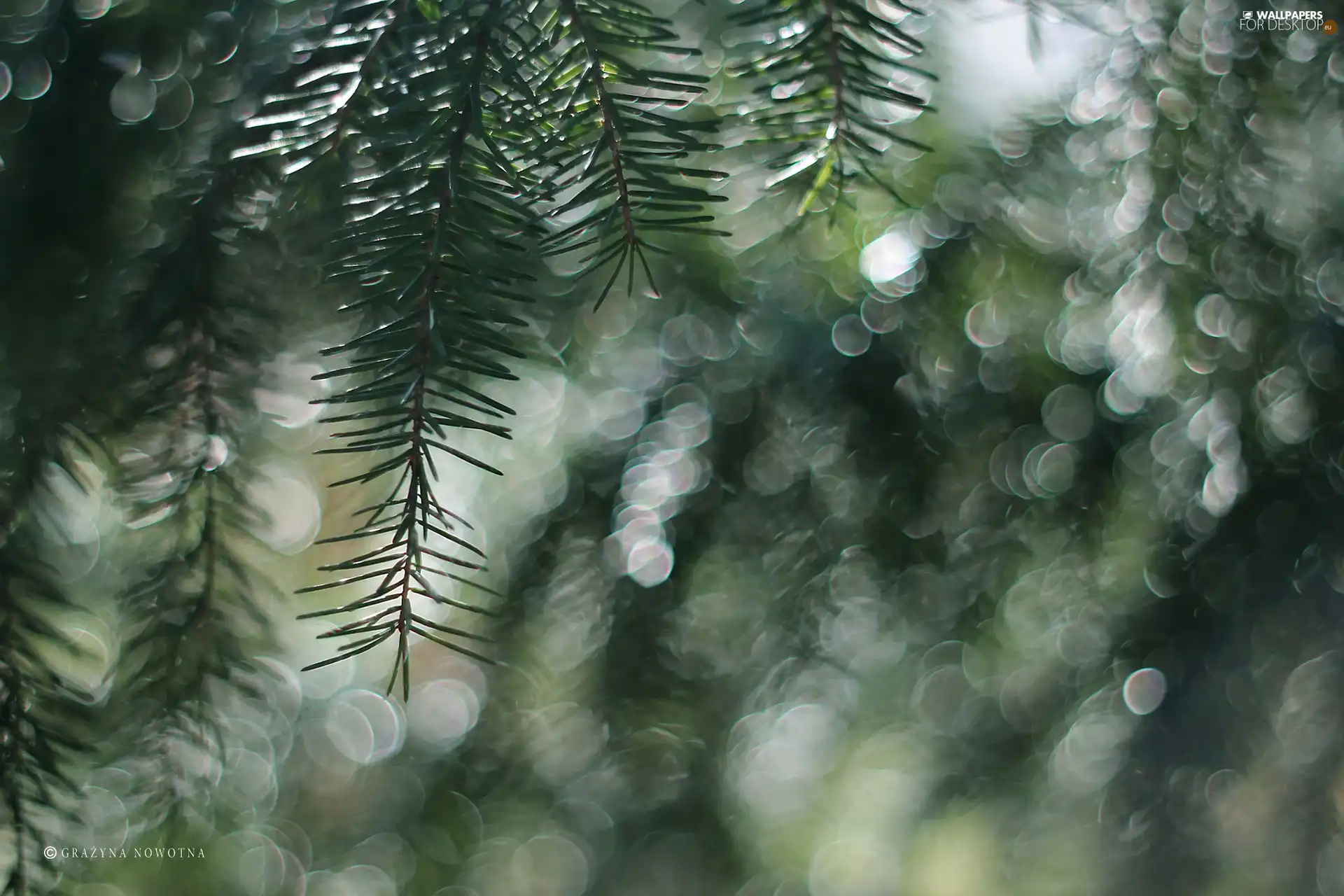 Bokeh, spruce, twig