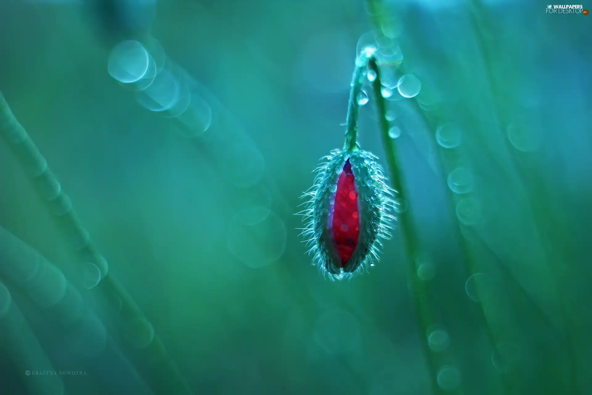 red weed, bud, Bokeh, Red