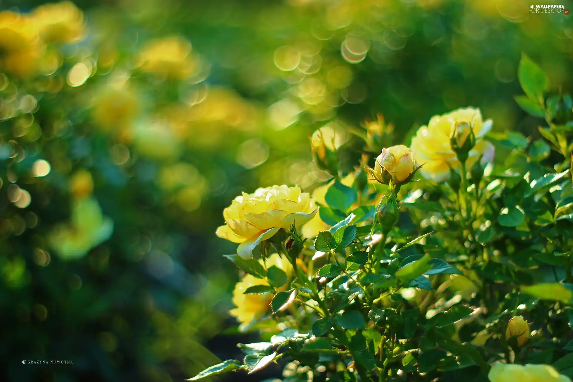 Yellow, Flowers, Bokeh, roses