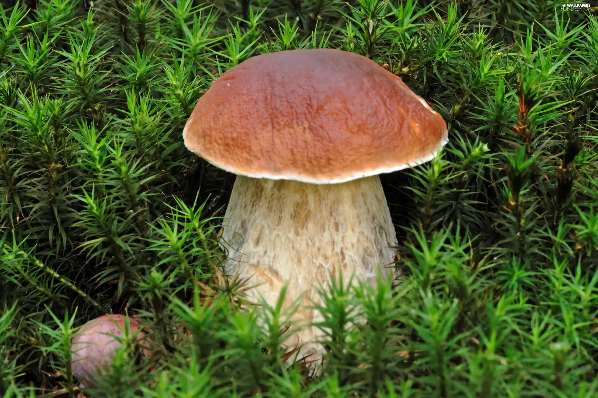 Moss, Real mushroom, boletus