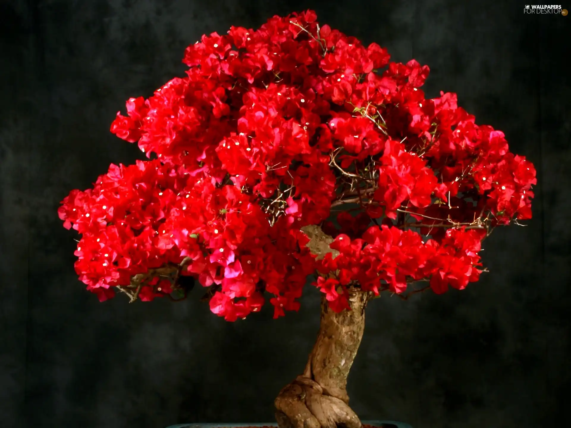 Red, sapling, Bonsai, Bougainvillea