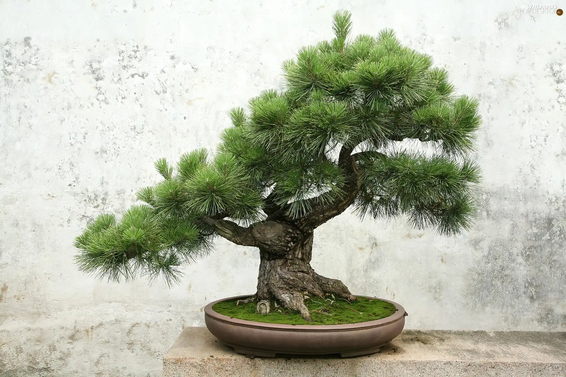 sapling, Bonsai