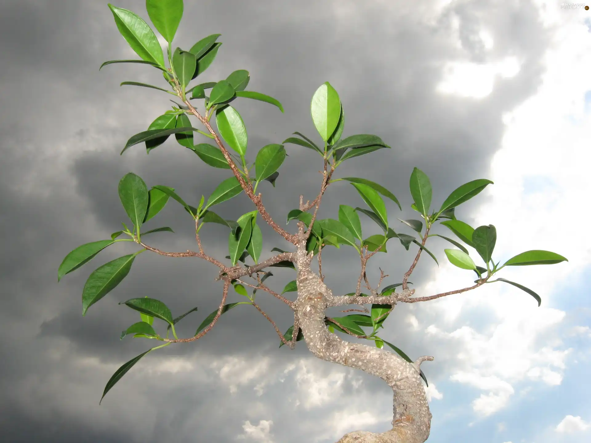 sapling, Bonsai