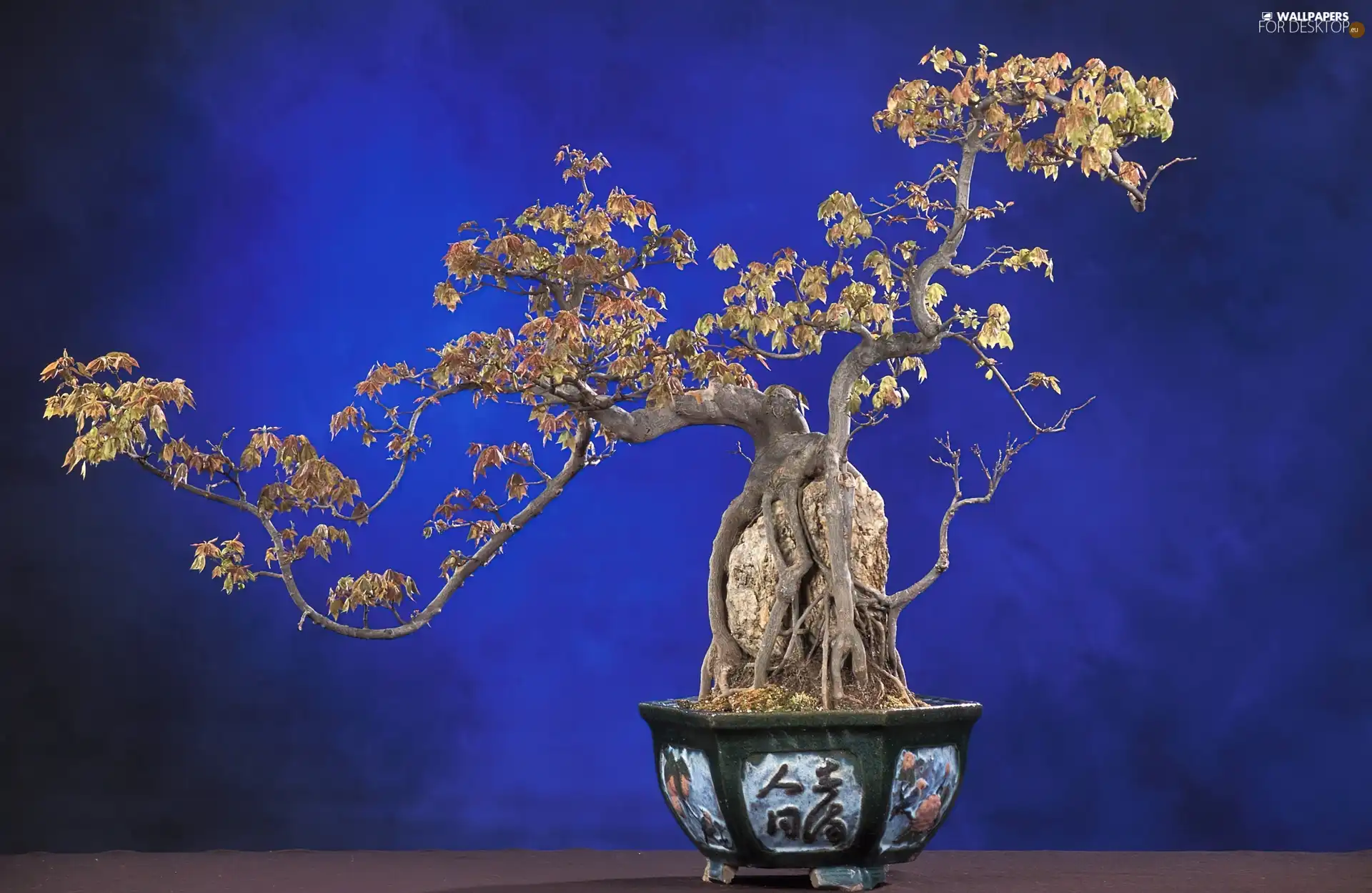 Bonsai, pot, sapling