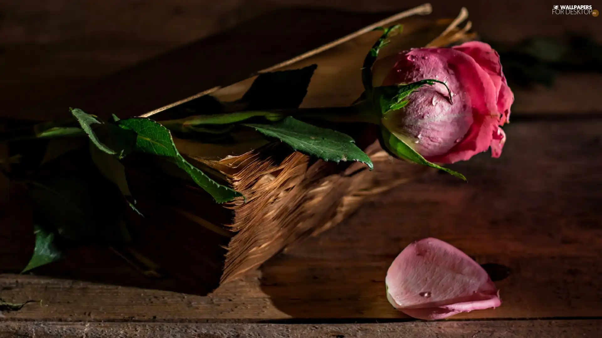 Colourfull Flowers, rose, Book, Pink