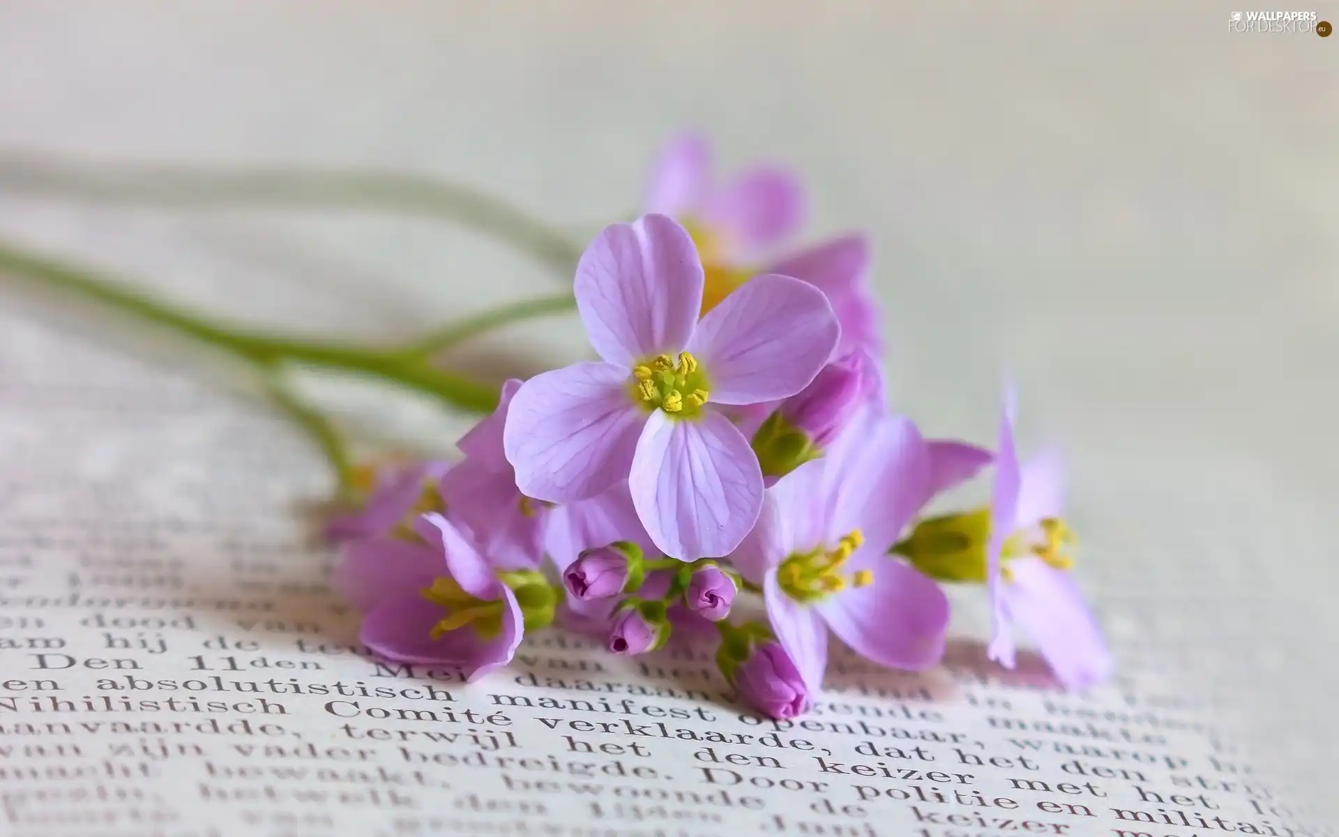 Book, purple, flowers
