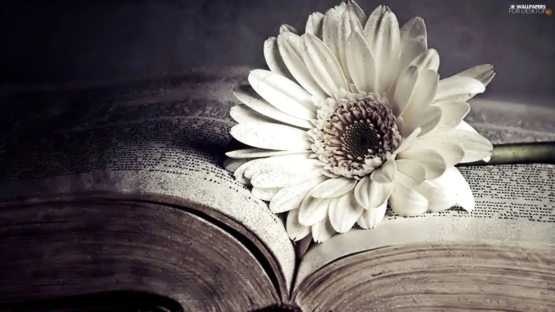 Gerbera, Book