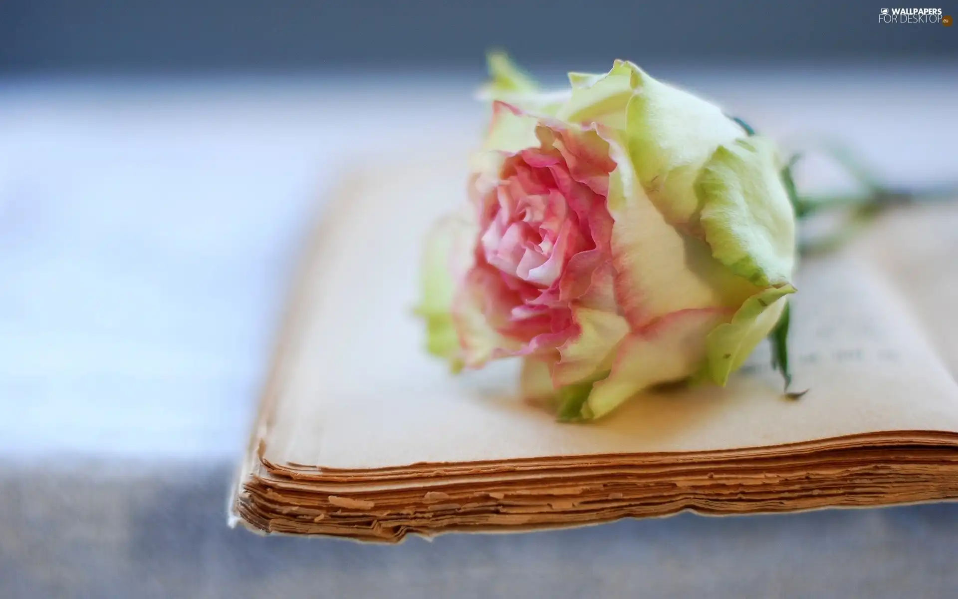 rose, Book