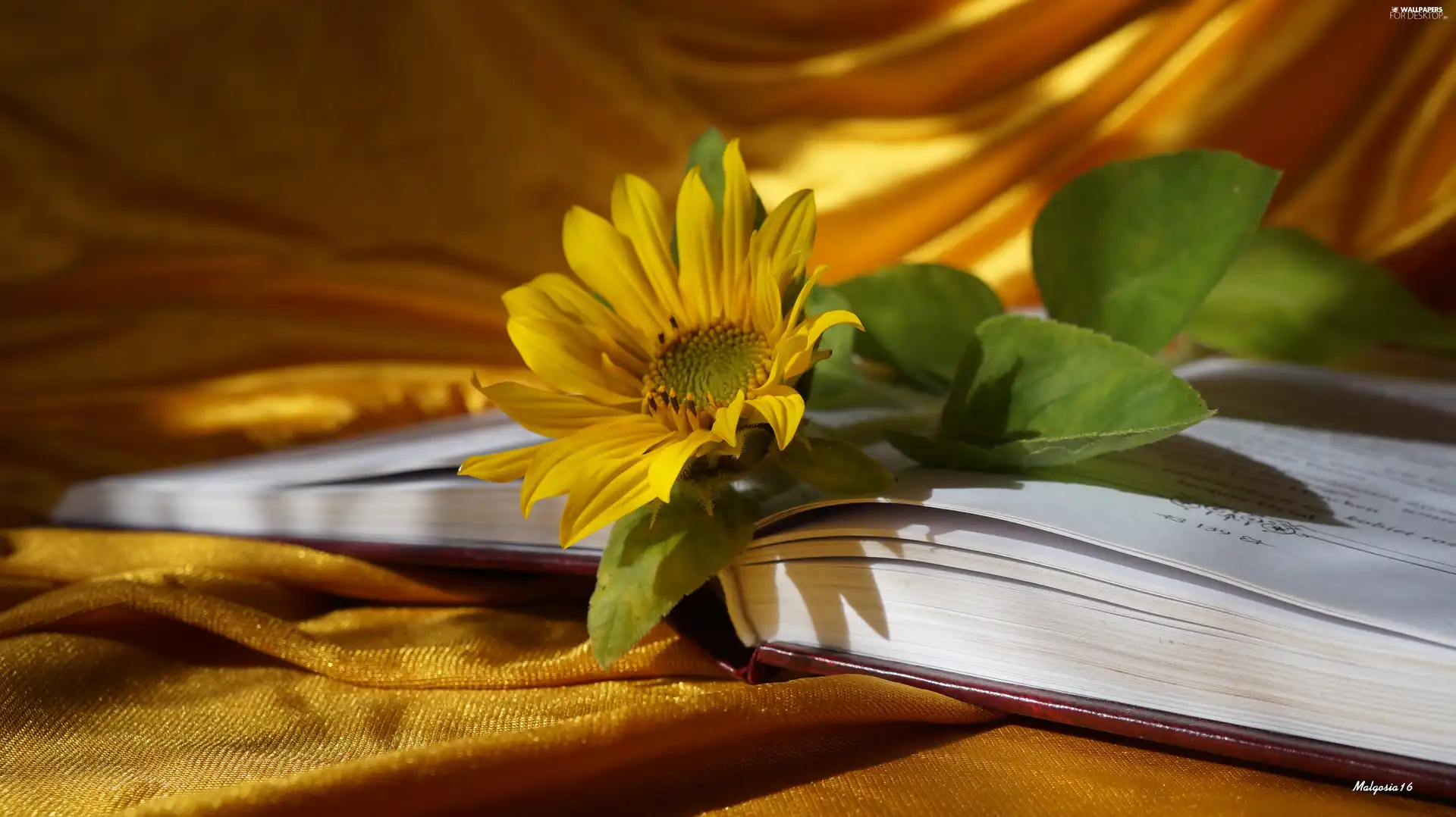 Sunflower, Book