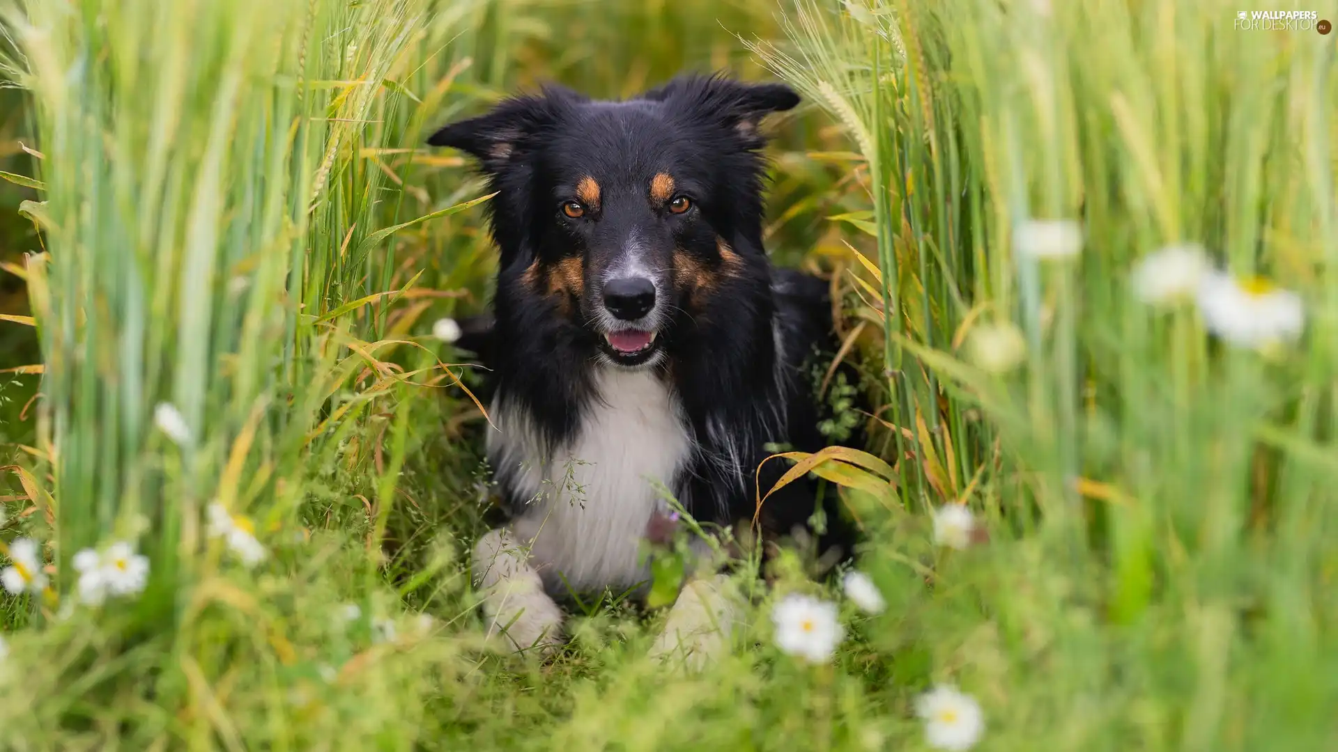 lying, Border Collie, corn, dog