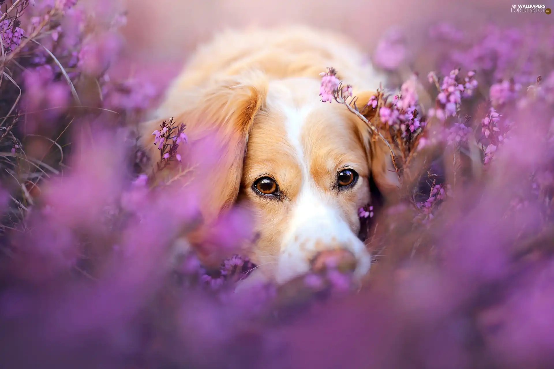heather, dog, Alpine Dutch