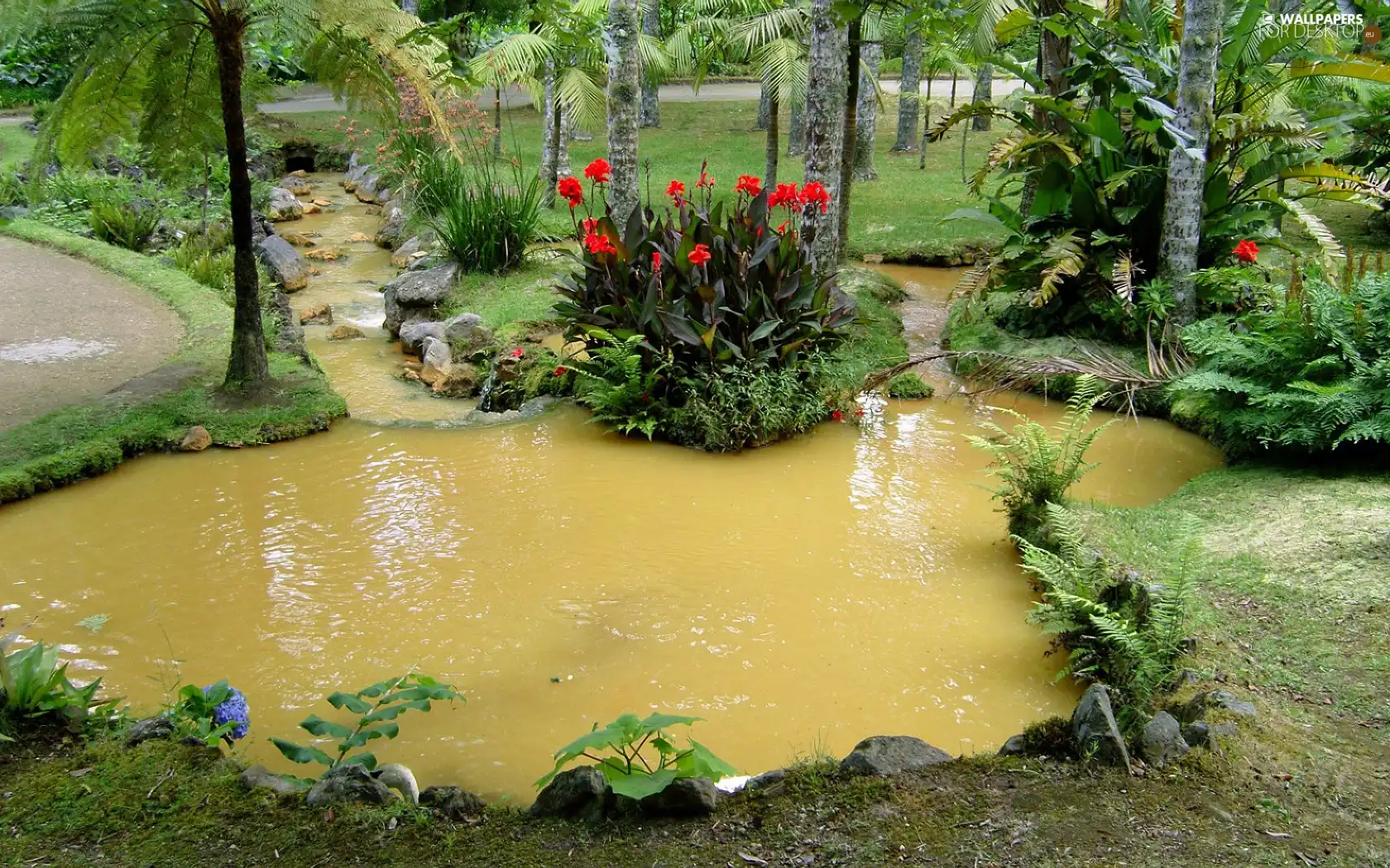 Pond - car, Garden, botanical, Flowers