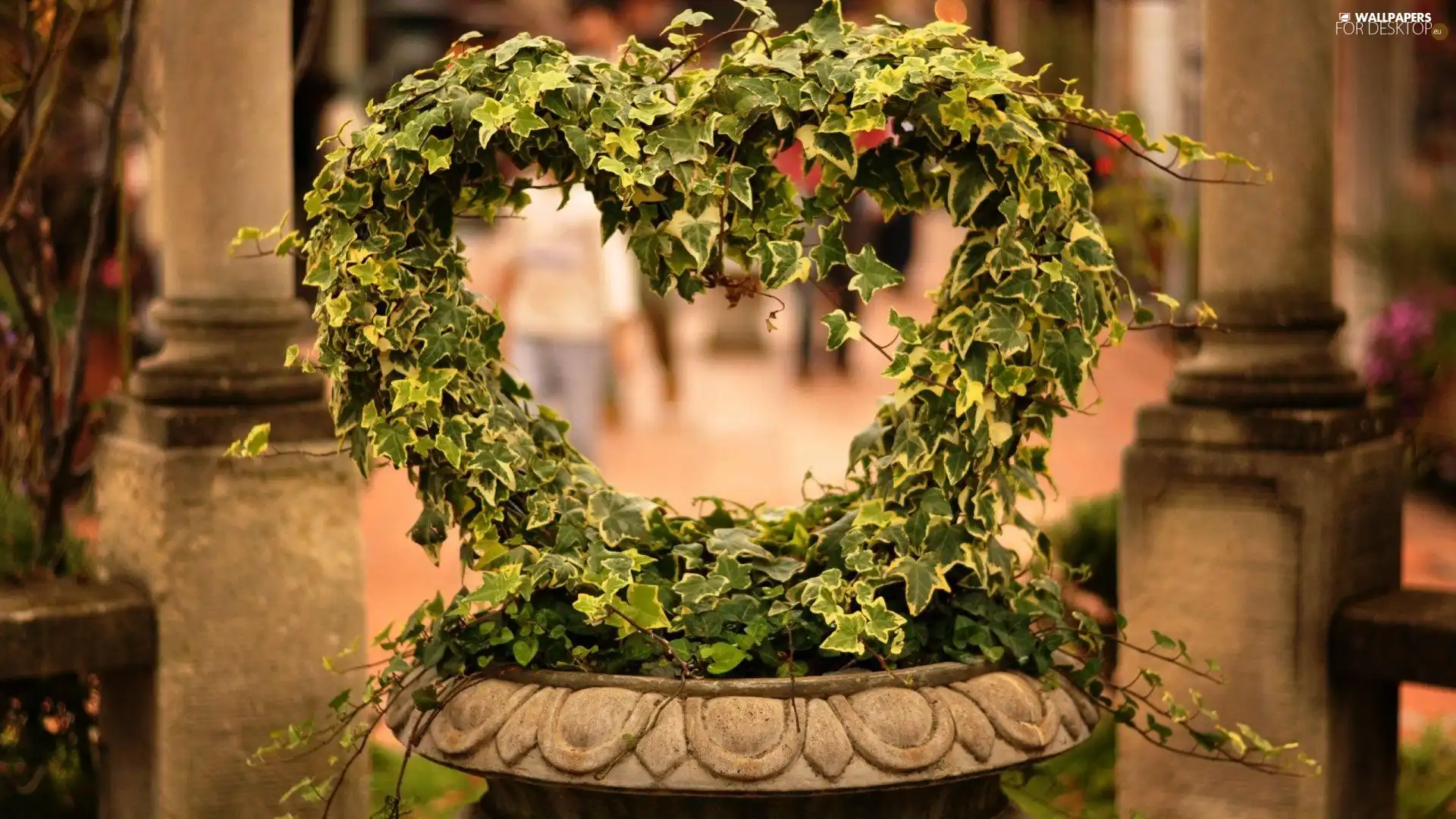 bowl, ivy, Heart