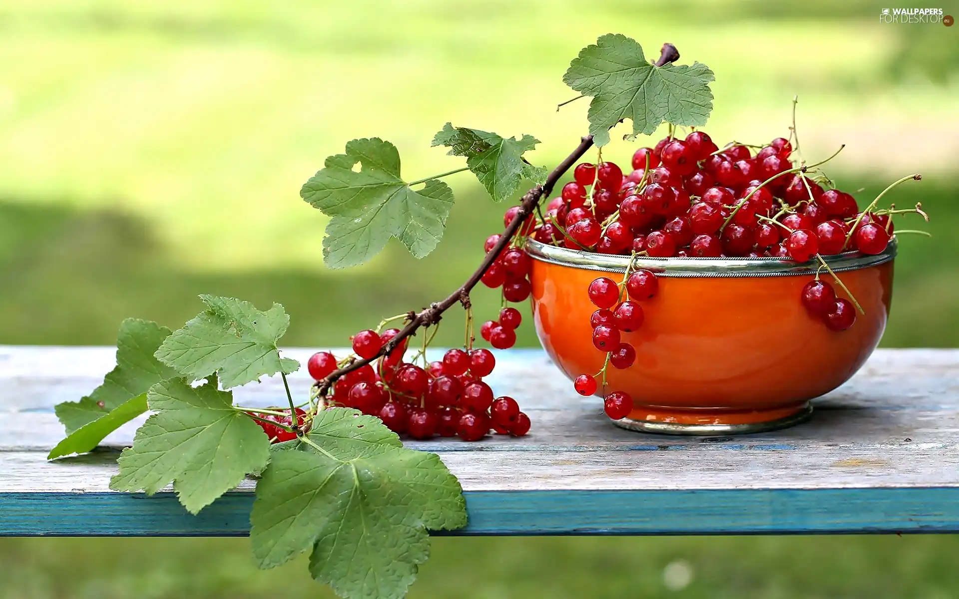 red hot, leaves, bowl, currant