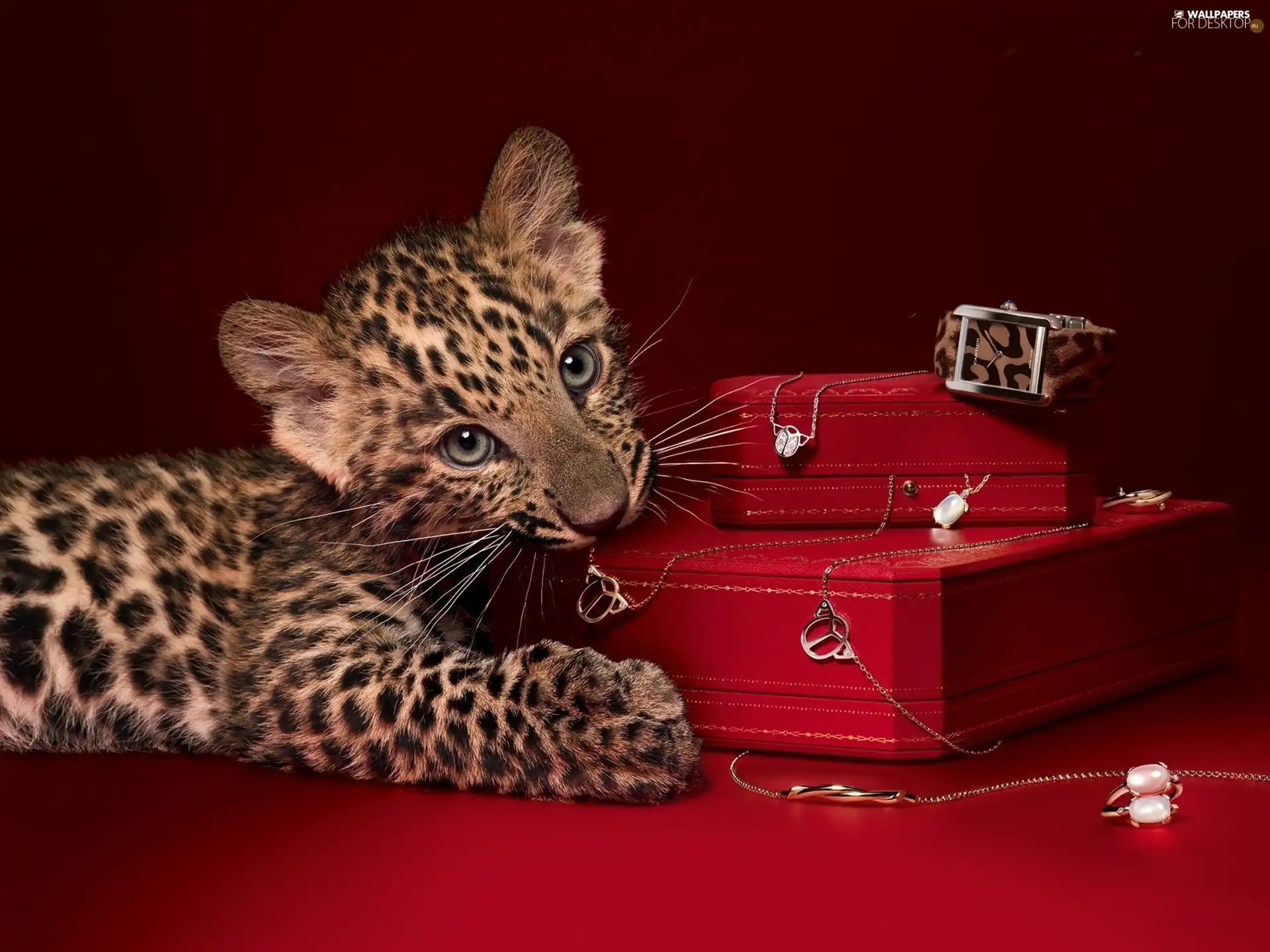 Boxes, small, Leopards