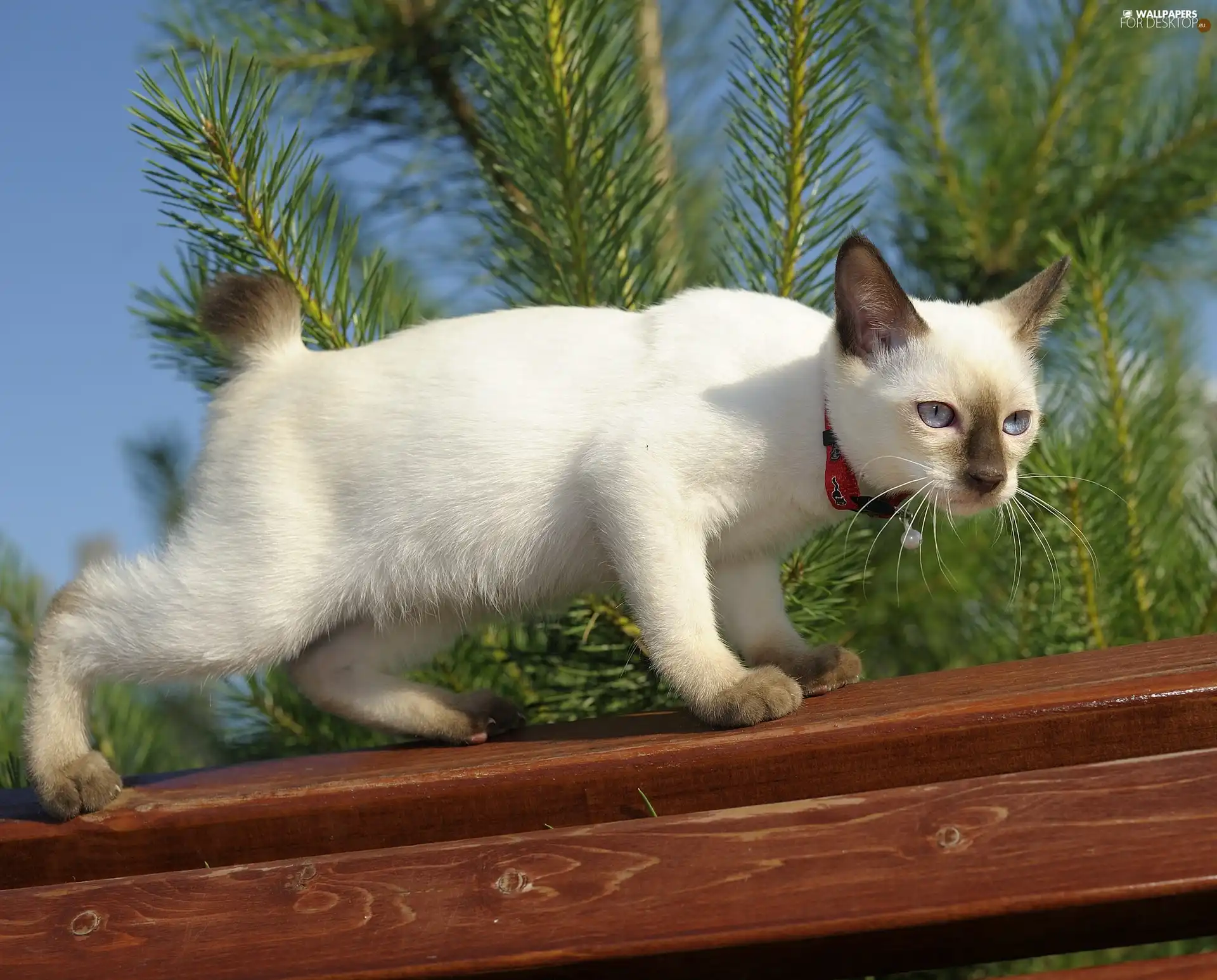 cat, board, branch pics, White