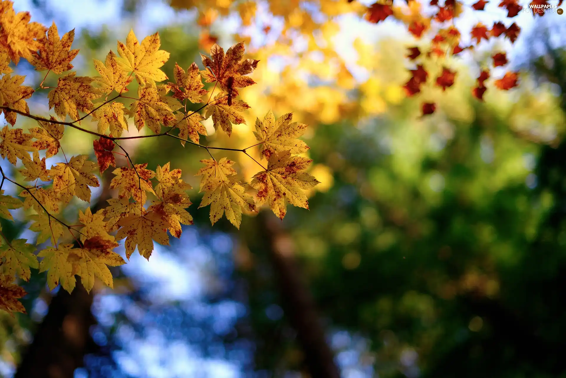 Leaf, autumn, branch pics