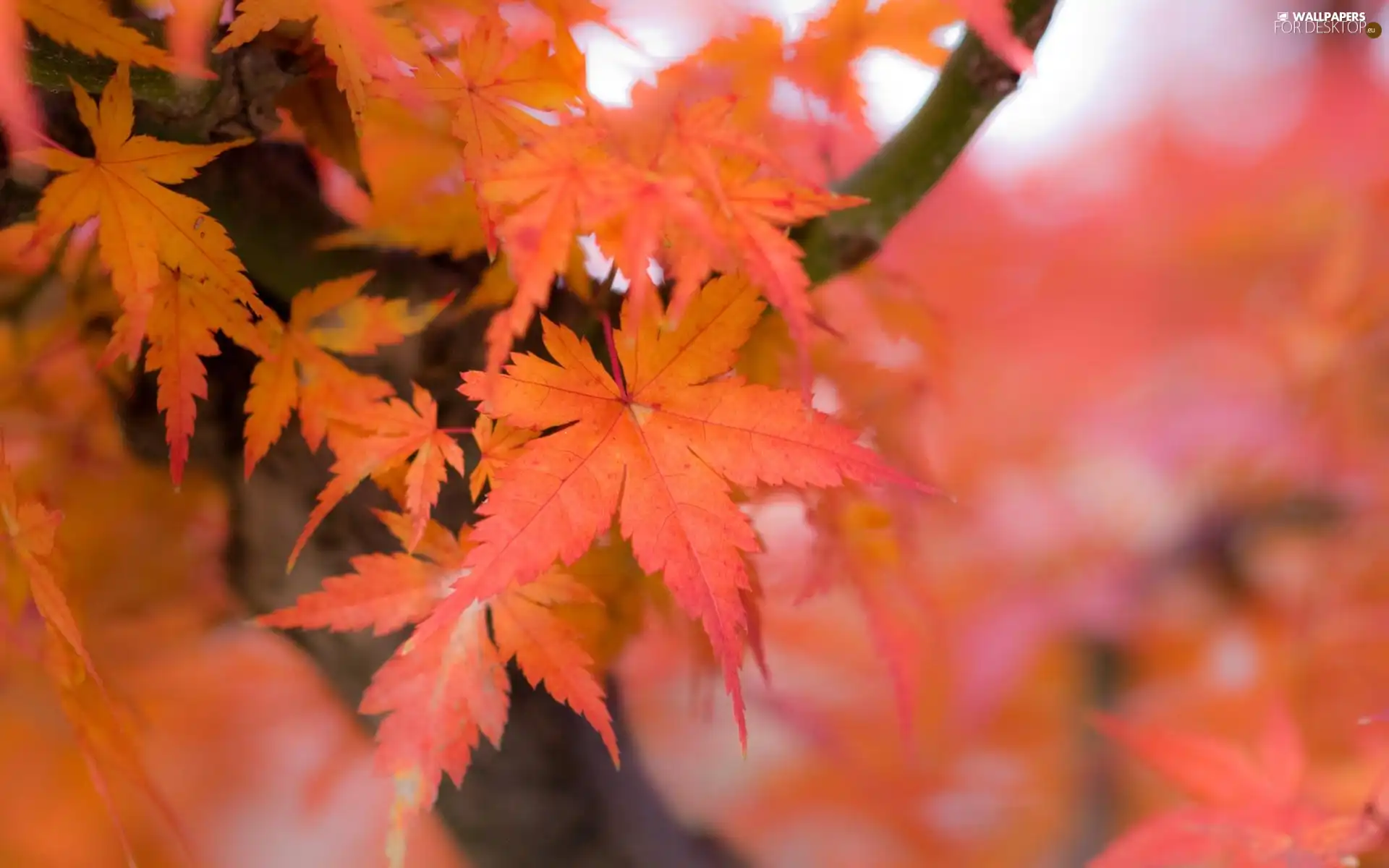 branch, Red, Leaf