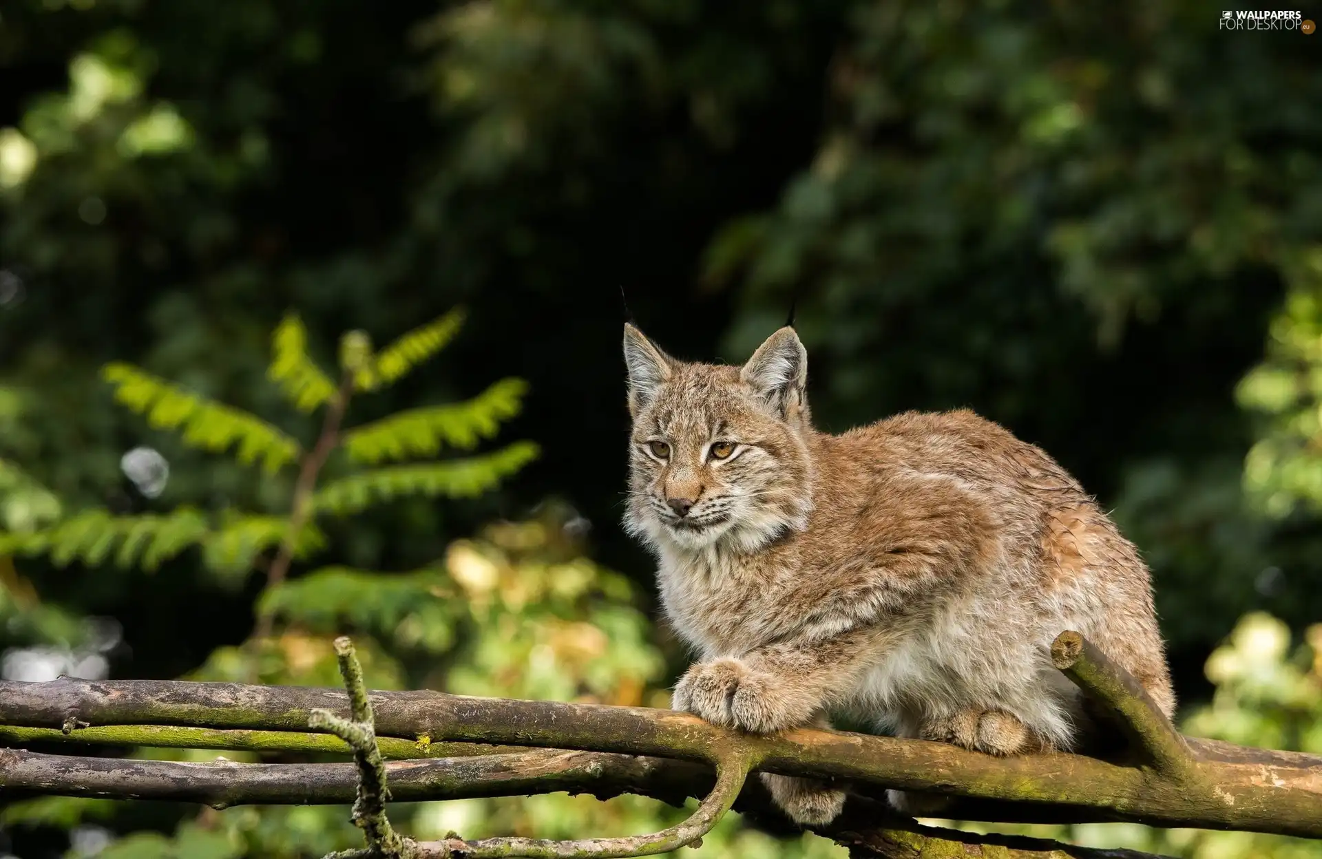 Lynx, branch