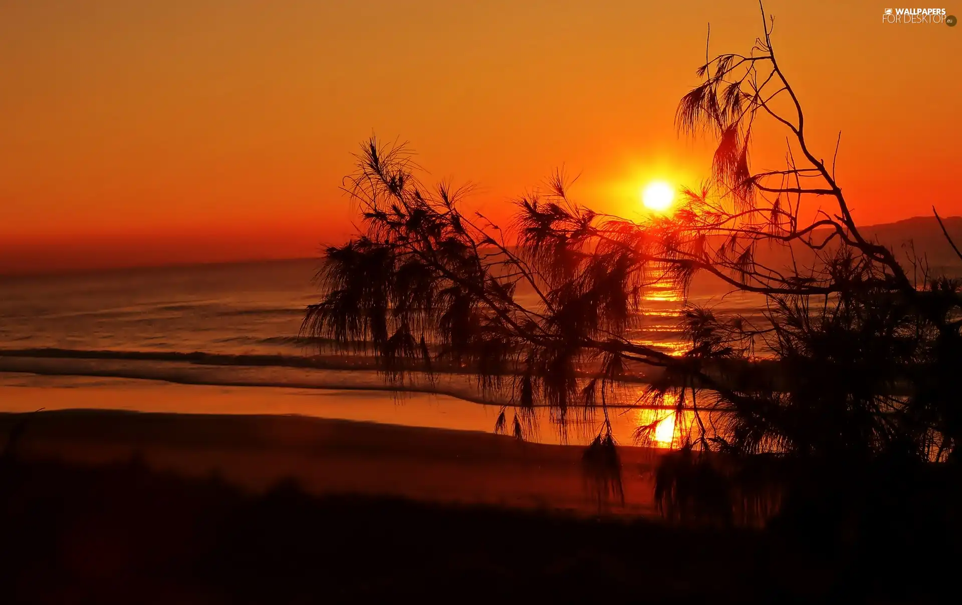 branch pics, trees, sun, sea, west