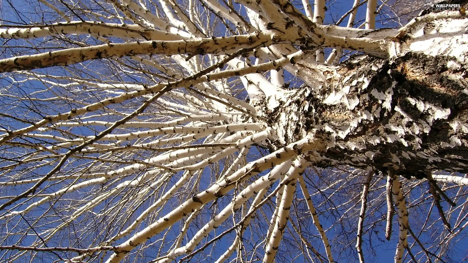 tall, many, branches, birch-tree