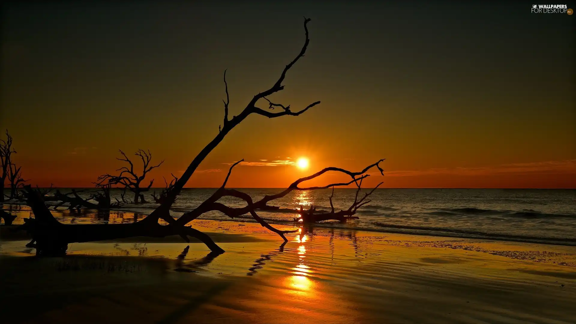 Great Sunsets, Beaches, branches, sea