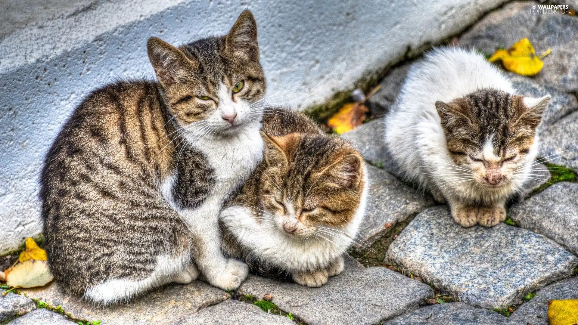 brick, paving, Sleeping, puss, Three