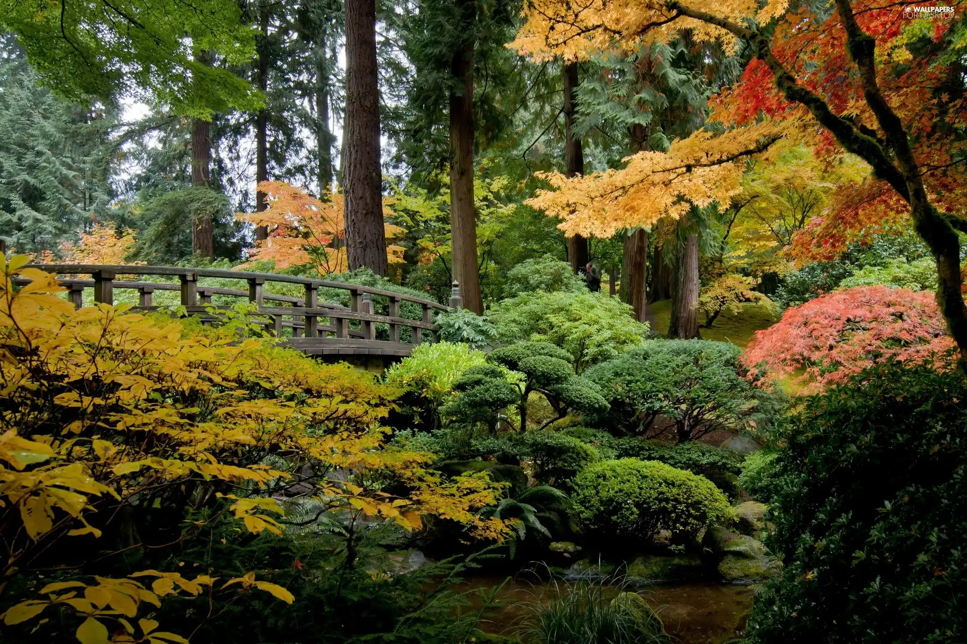japanese, autumn, bridges, Garden