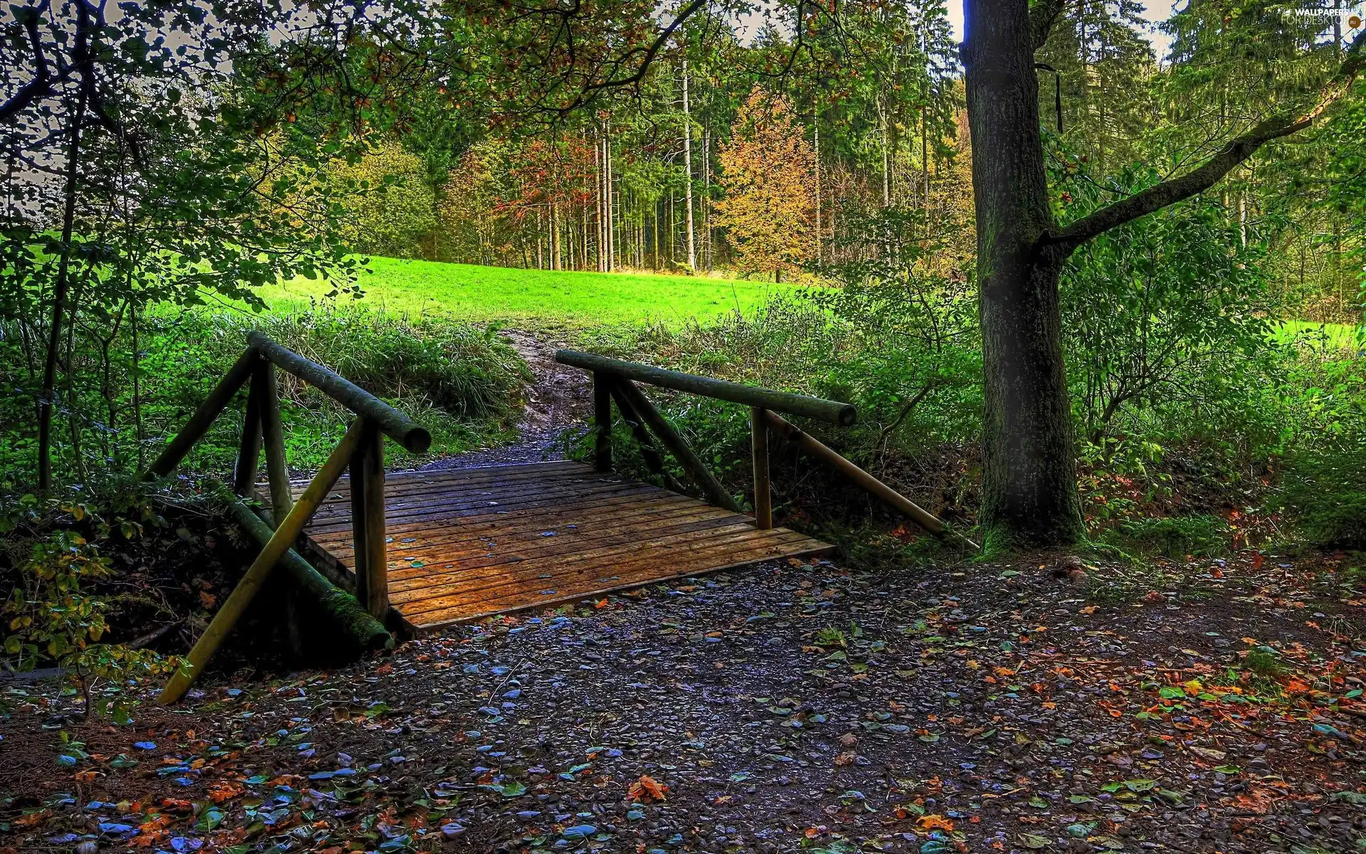 trees, grass, bridges, viewes