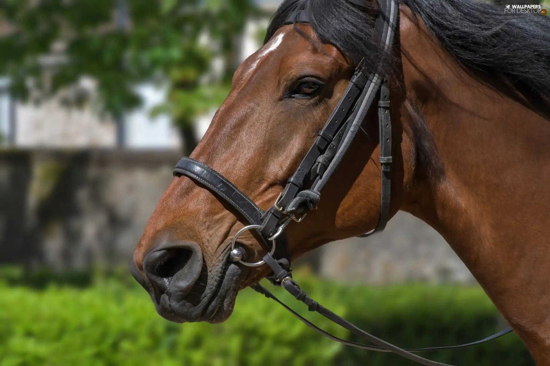 Head, Horse, bridle, Bridle, mouth, bay