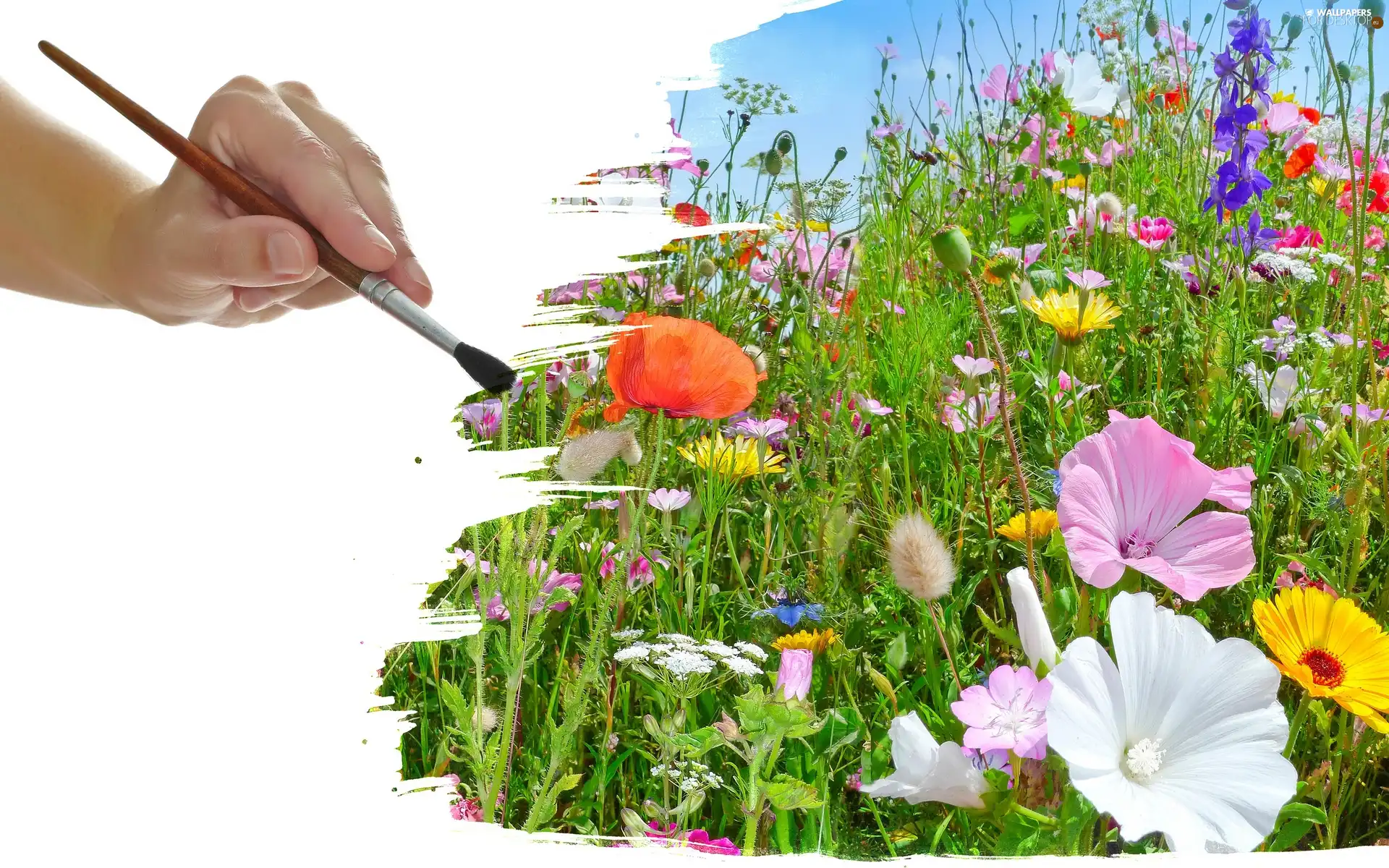 brush, 2D, Meadow, hand, Flowers