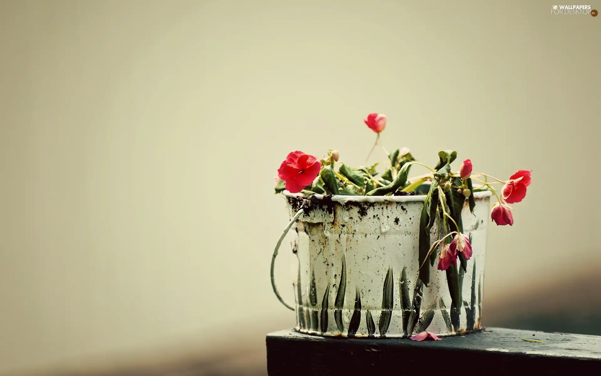 Flowers, Bucket