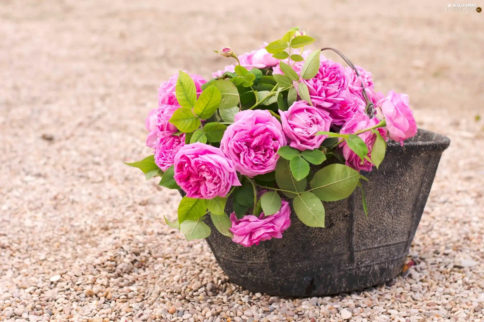 bucket, Pink, roses