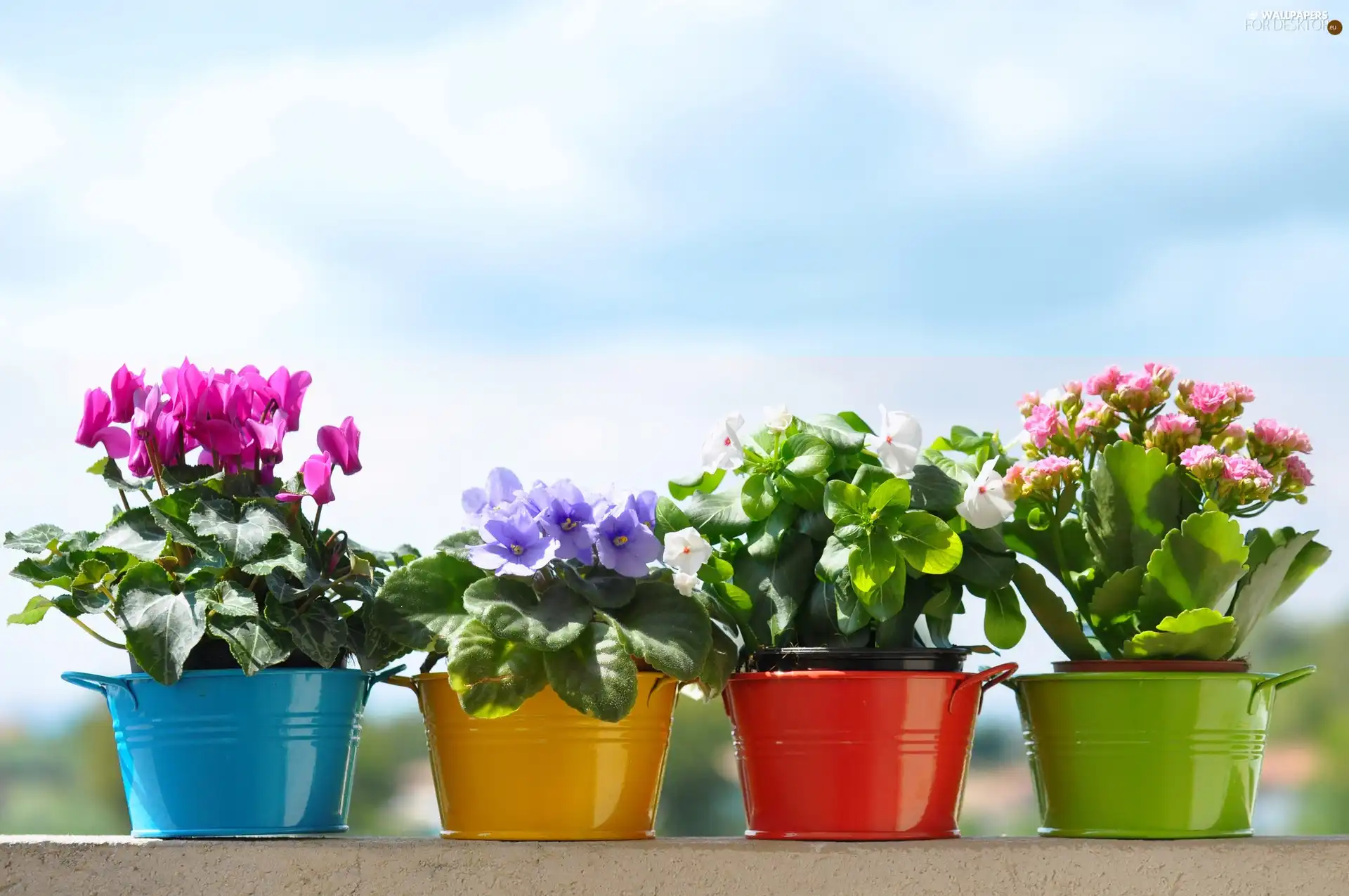 Flowers, color, Buckets, potted
