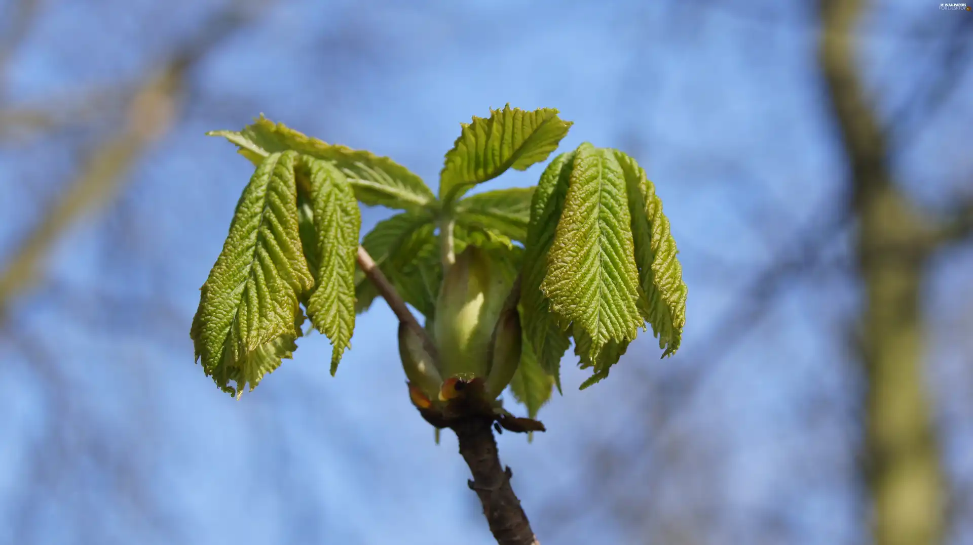 chestnut, bud