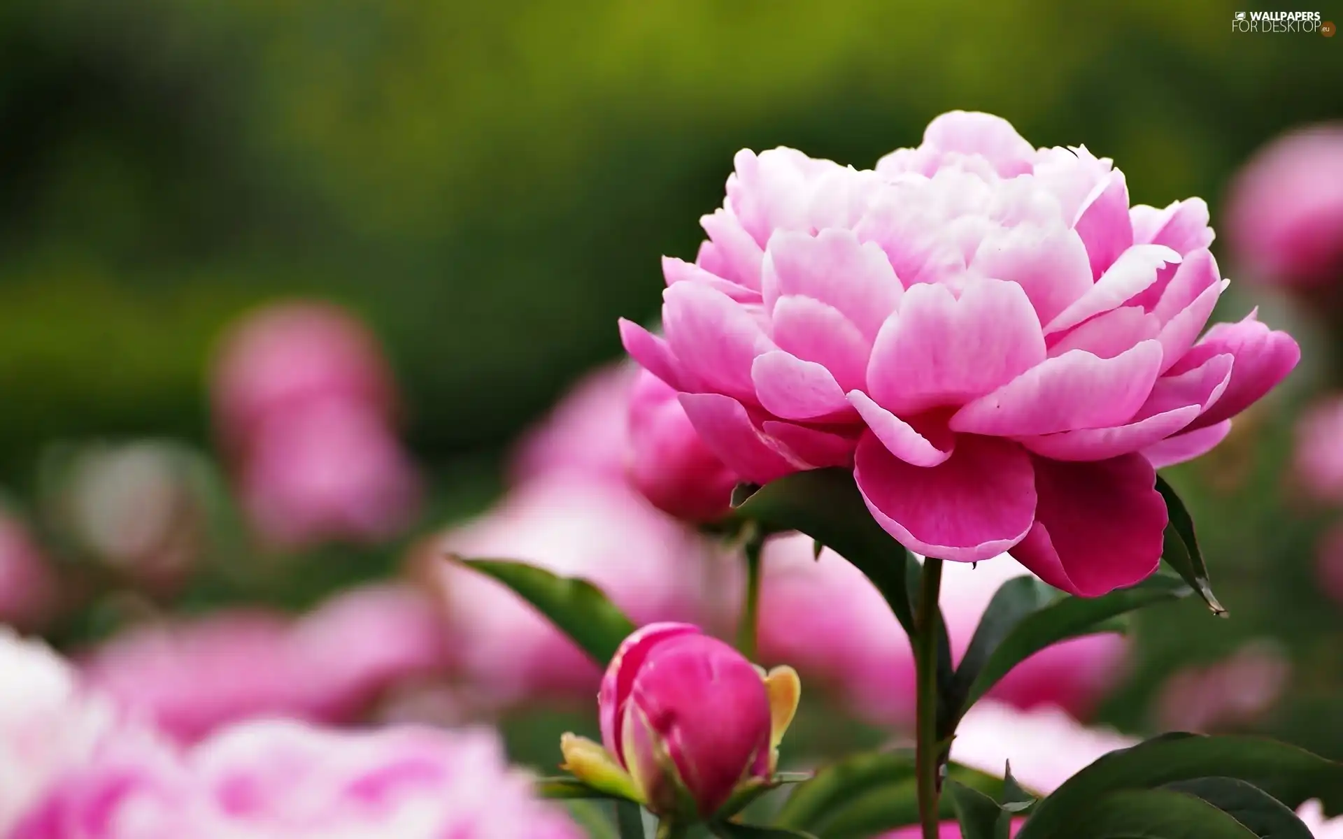 peony, Colourfull Flowers, bud
